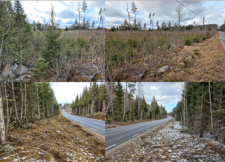 Fotokollage som visar platsen utmed Stockarydsvägen med en yngre skog och en mer uppvuxen skog.